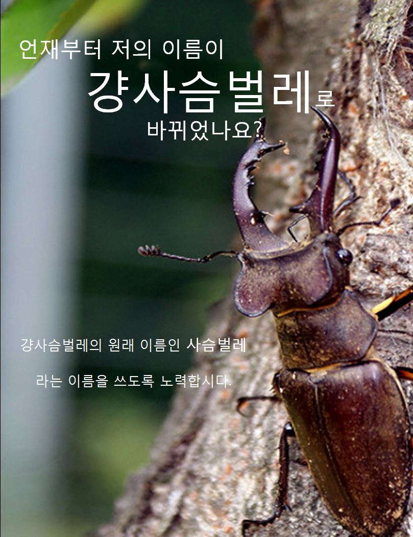 언재부터 저의 이름이 걍사슴벌레가 되었나요?