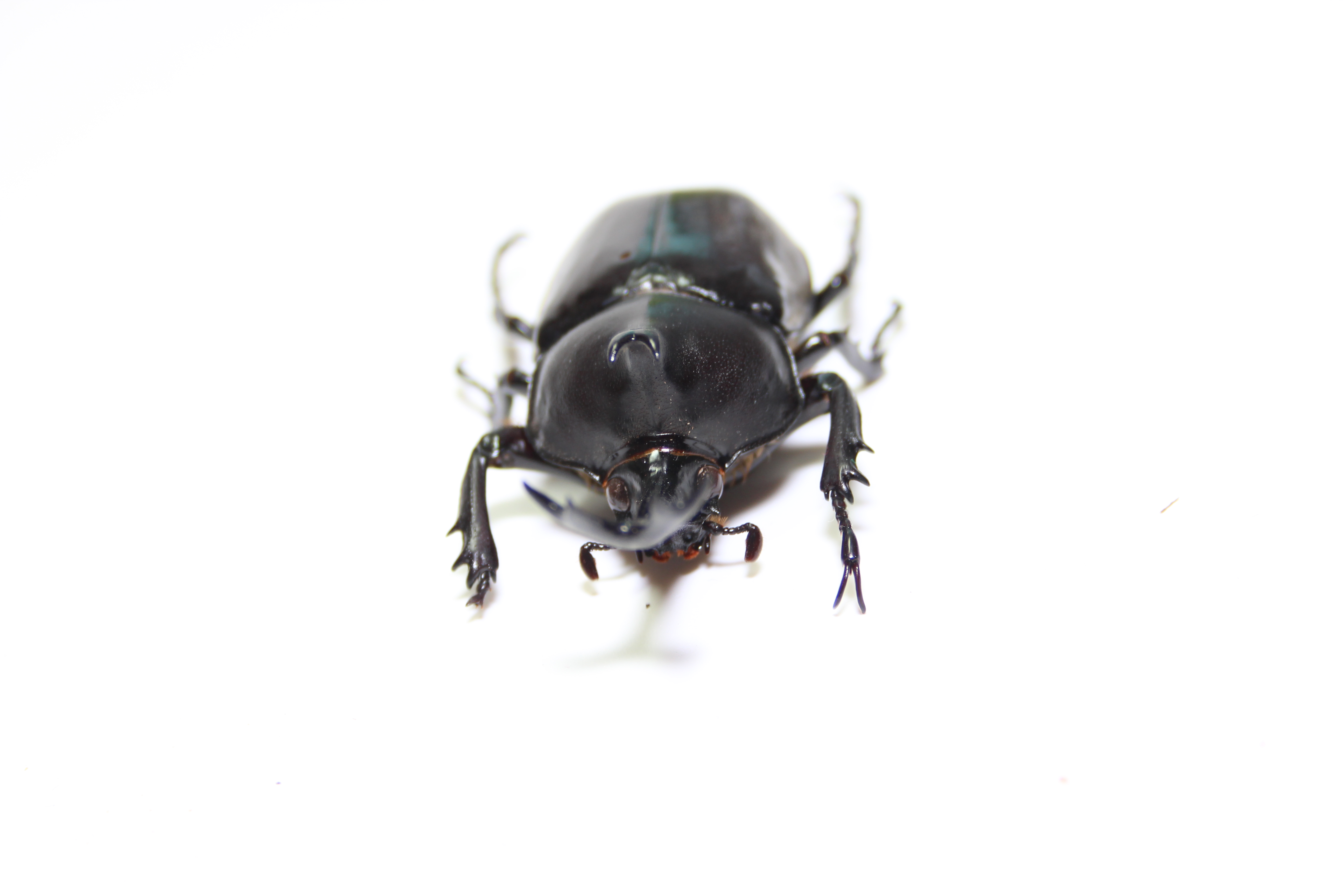 T.dichotomus dichotomus