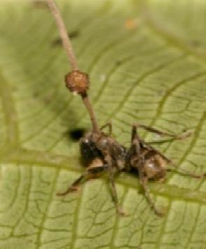 좀비 개미에 대한 이미지 검색결과