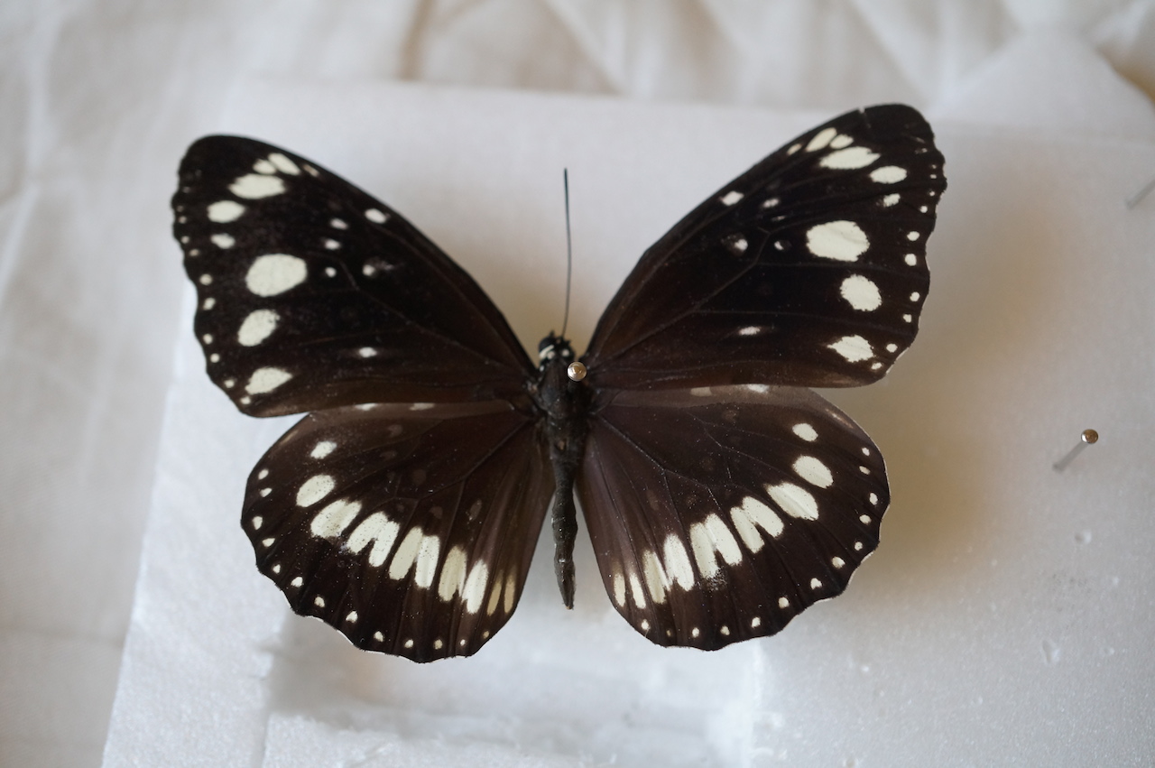 호주산 빗살까마귀왕나비