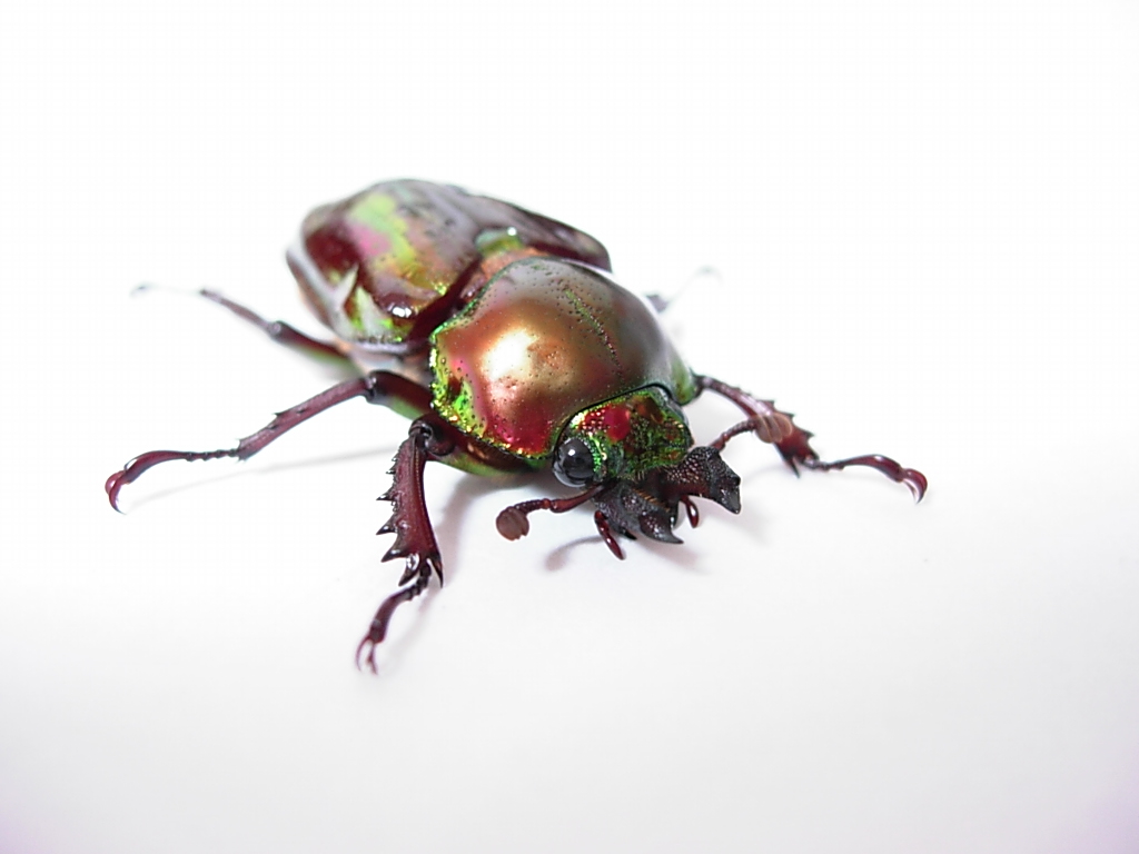 뮤엘러리(암컷)